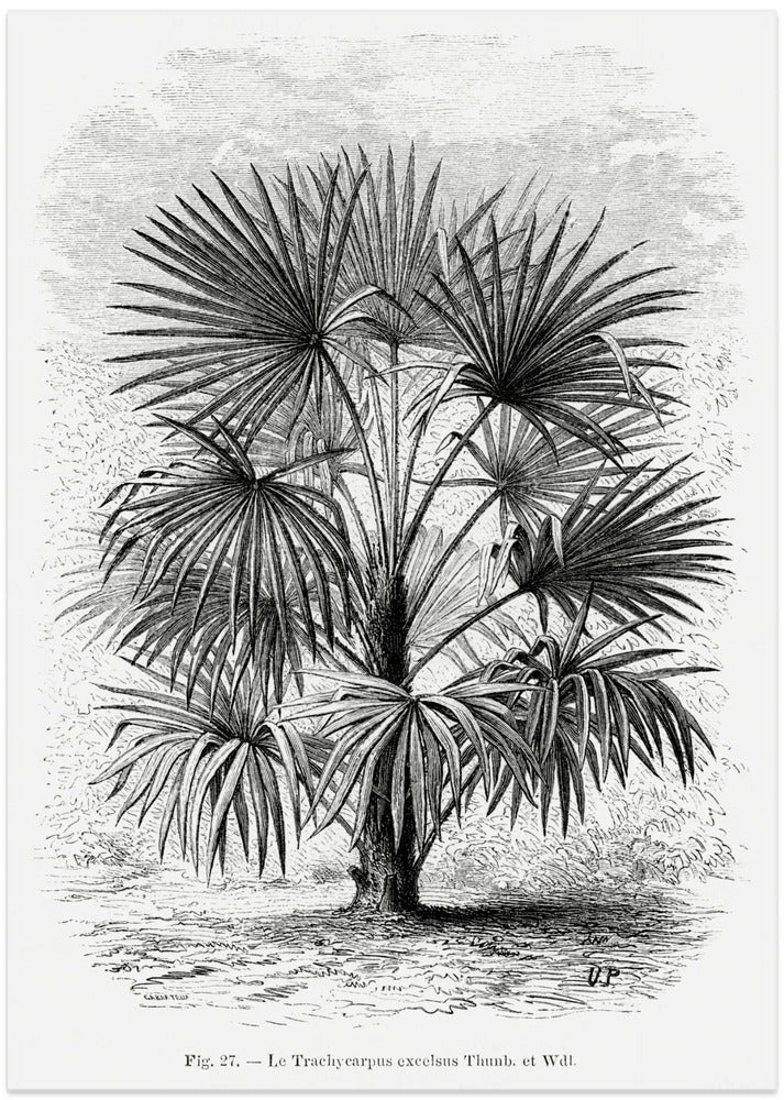 Vintage Palm Tree Drawing Xi