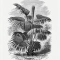 Vintage Palm Tree Drawing Xii