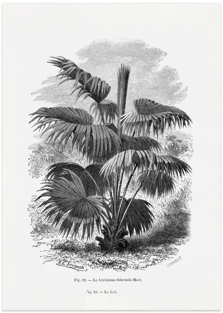 Vintage Palm Tree Drawing Xii