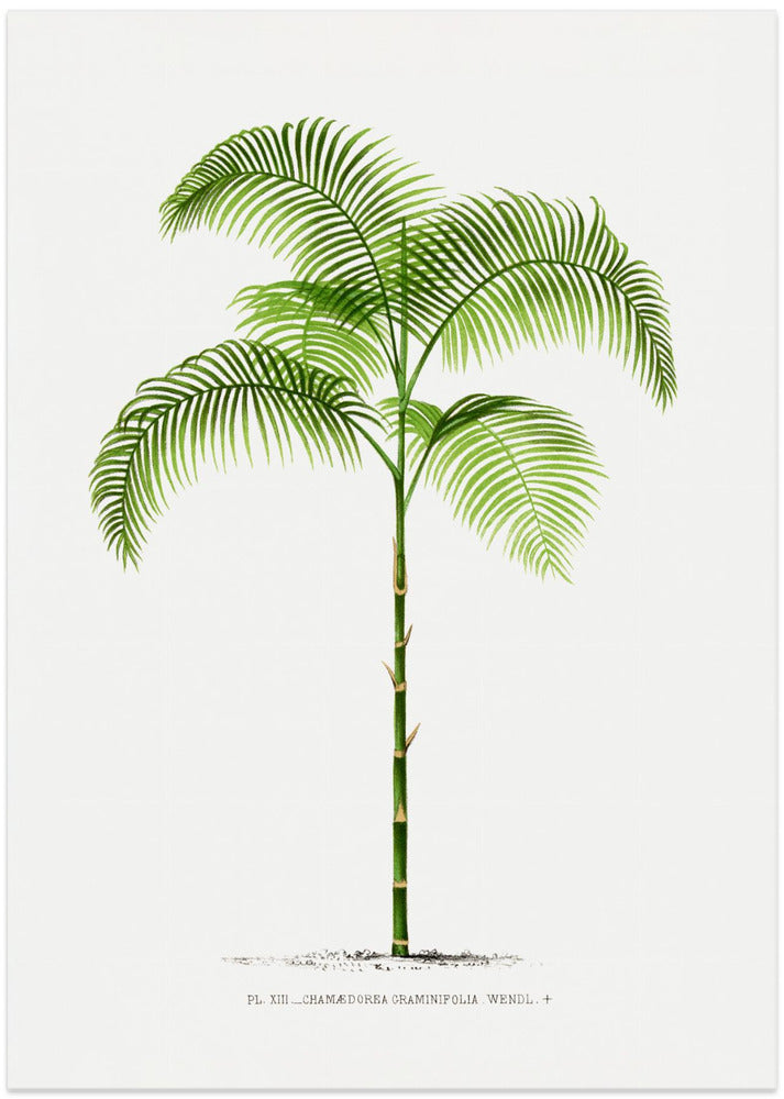 Xiii Chamaedorea G