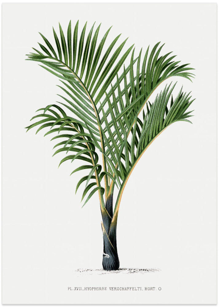 Xvii Hyophorbe V