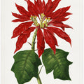 Poinsettia Pulcherrima Leaf Illustration