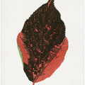 Acalypha Tricolor Leaf Illustration