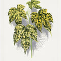 Abutilon Thompsoni Leaf Illustration