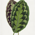 Calathea Veitchiana Leaf Illustration