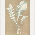 Centaurea Candidissima Leaf Illustration