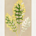 Cineraria Maritima Fairbairnianum Leaf Illustration