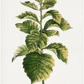 Common Hawnthorn Leaf Illustration