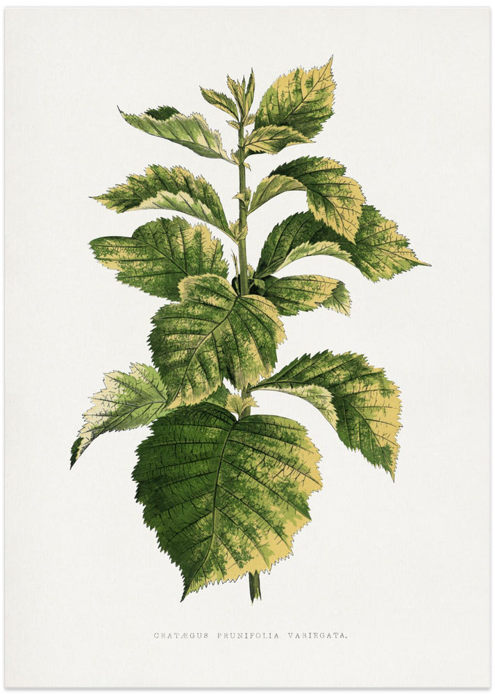 Common Hawnthorn Leaf Illustration