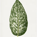 Dieffenbachia Seguina Leaf Illustration
