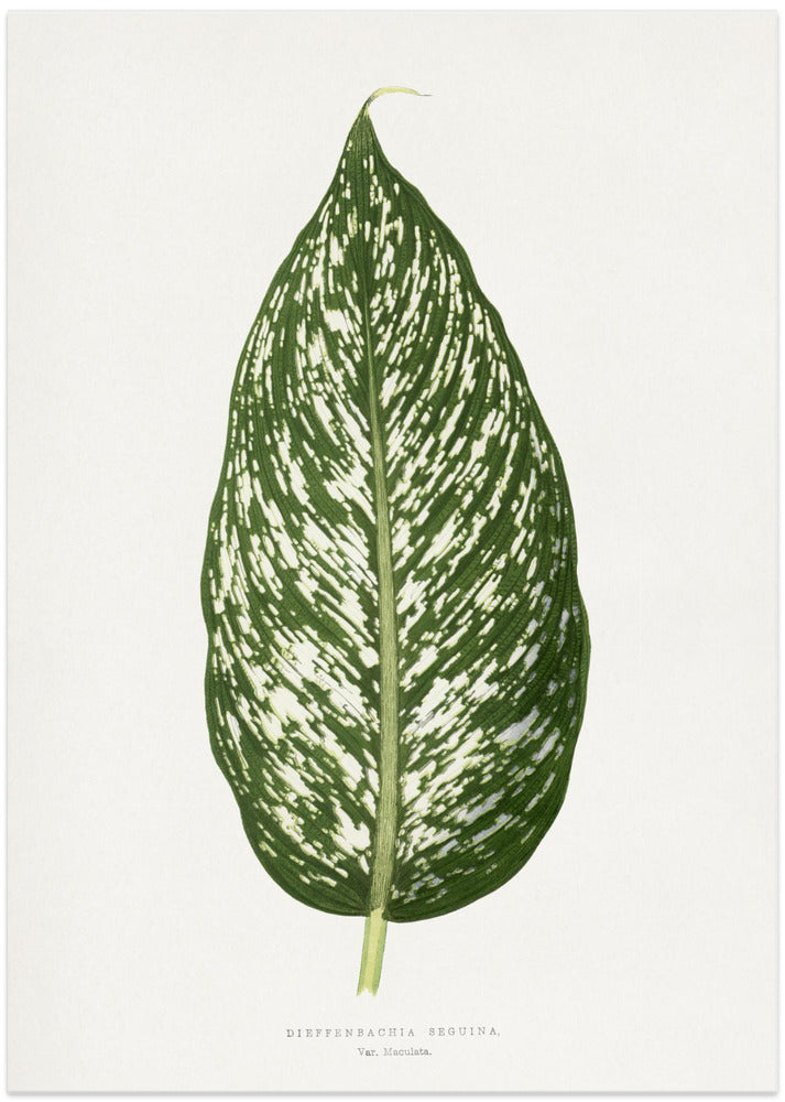 Dieffenbachia Seguina Leaf Illustration