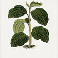 Green Anoechtochilus Setaceus Leaf Illustration