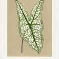 Green Caladium Belleymii Leaf Illustration