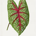 Green Caladium Chantini Leaf Illustration