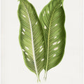 Green Dieffenbachia Baraquiniana Leaf Illustration