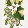 Green Leaf Illustration