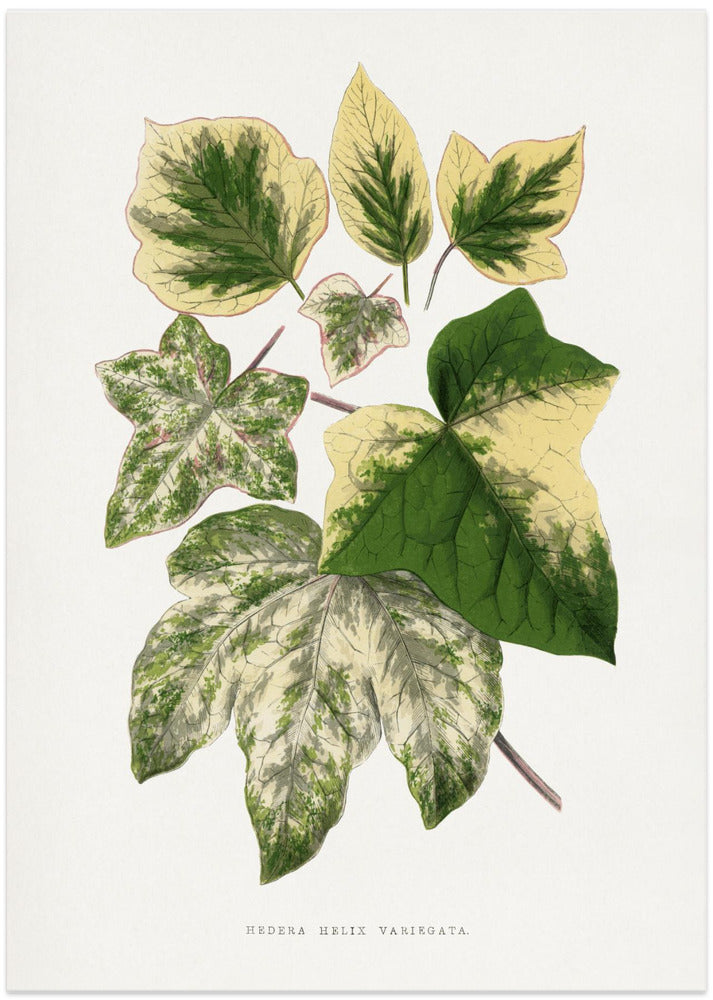 Green Leaf Illustration