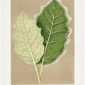 Green Solanum Marginatum Leaf Illustration