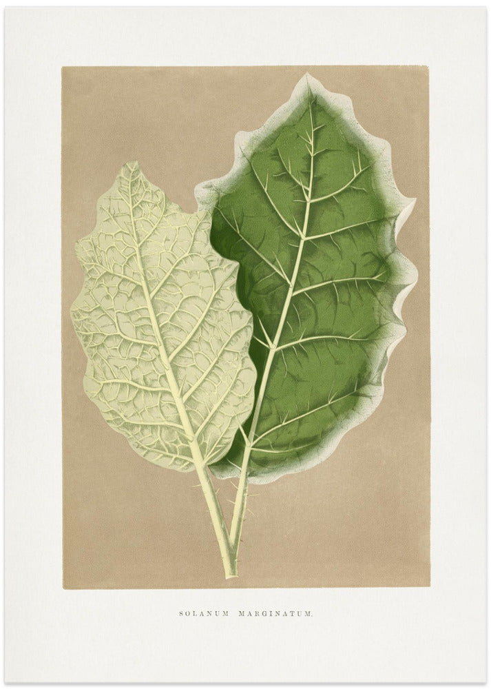 Green Solanum Marginatum Leaf Illustration