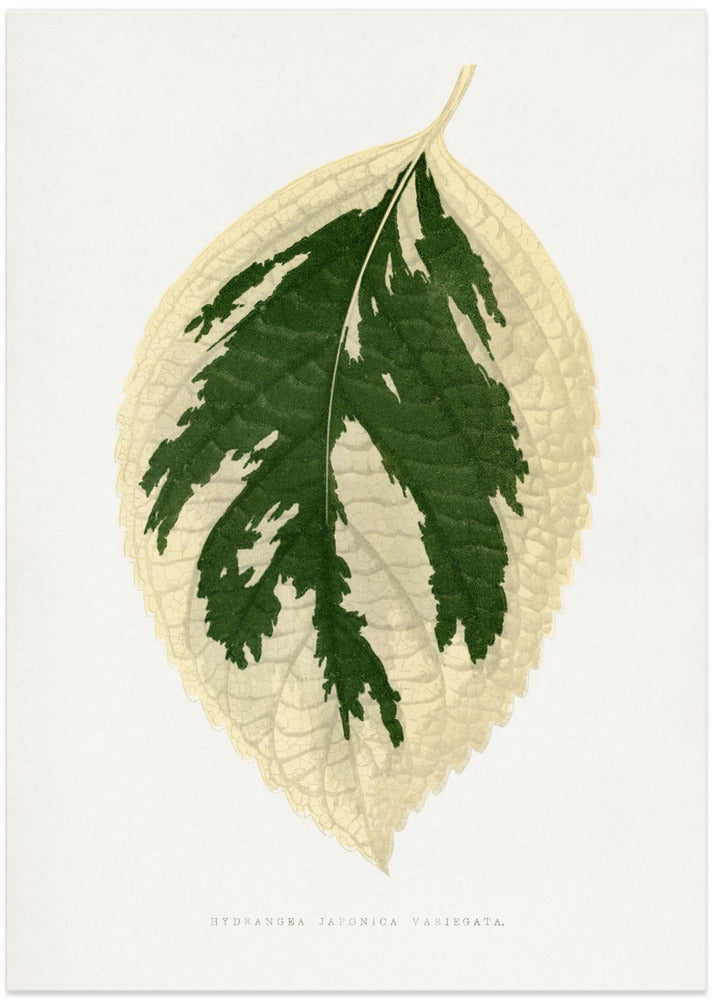 Hydrangea Japonica Variegata Leaf Illustration