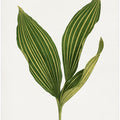 Lily of the Valley Leaf Illustration