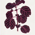 Pink Achyranthes Verschaffeltii Leaf Illustratio