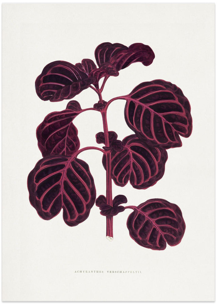Pink Achyranthes Verschaffeltii Leaf Illustratio