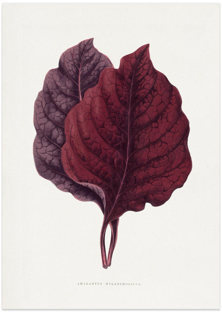 Pink Amarantus Leaf Illustration