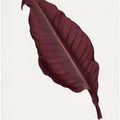 Pink Canna Atronigricans Leaf Illustration