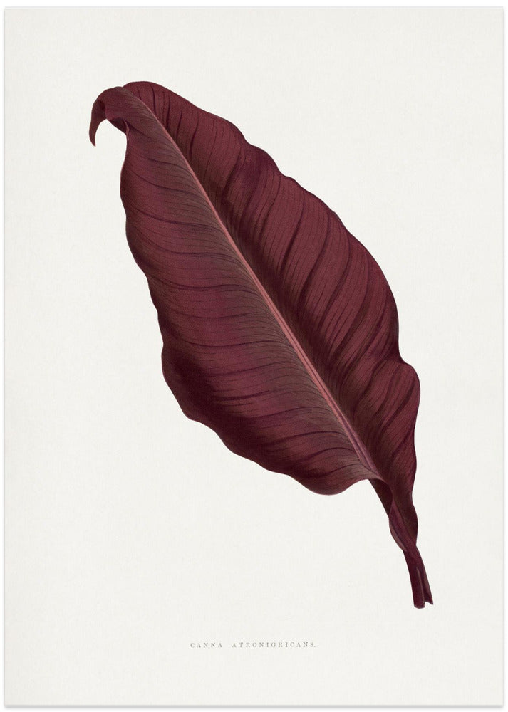 Pink Canna Atronigricans Leaf Illustration