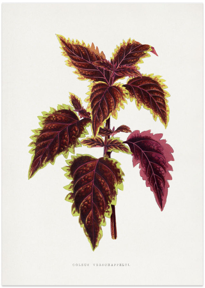 Pink Coleus Leaf Illustration