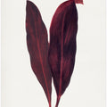 Pink Dracaena Ferrea Leaf Illustration