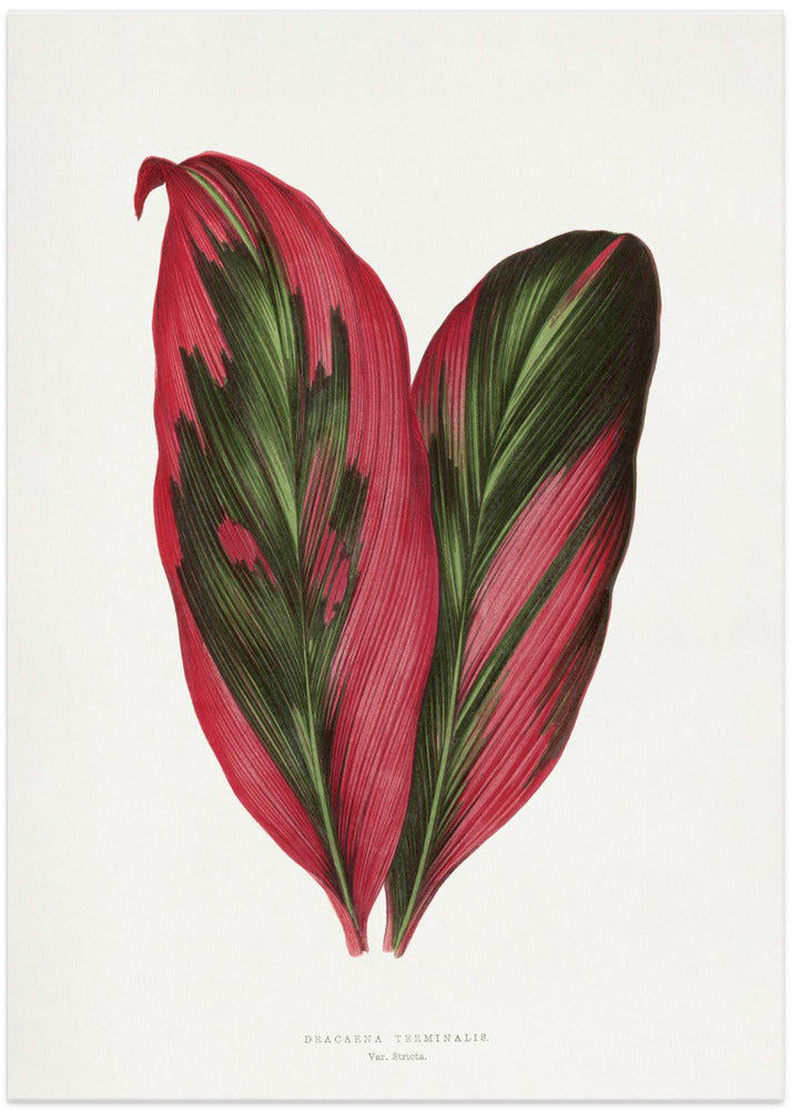 Pink Dracaena Terminalis Leaf Illustration