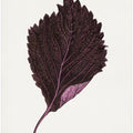 Pink Perilla Nankinensis Leaf Illustration