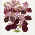 Pink Teleianthera Ficoidea Leaf Illustration