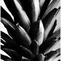 Art Prints of Pine B&w