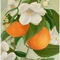 Branch of Orange Tree In Bloom