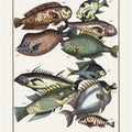 Exotic Fish (1767) By J V Schley