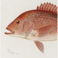 Red Snapper