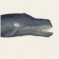 Whale I Tight Crop   Handcolored Sealife Lithograph 1824