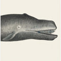 Whale Ii Tight Crop Handcolored Sealife Lithograph 1824