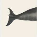 Whale Tight Crop I Handcolored Sealife Lithograph 1824