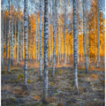 Birch forest