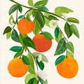 Oranges and Blossoms Ii