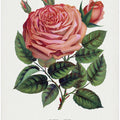 Pink Rose, Glorie De Dijon Lithograph