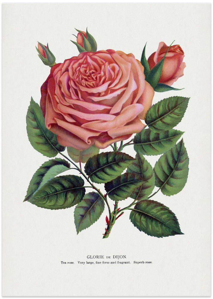 Pink Rose, Glorie De Dijon Lithograph