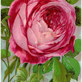 Pink Rose, Mrs John Laing Lithograph