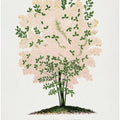 Purple Fringe Tree Lithograph