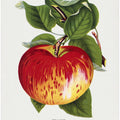 Wealthy Apple Lithograph