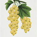 White Grape Lithograph